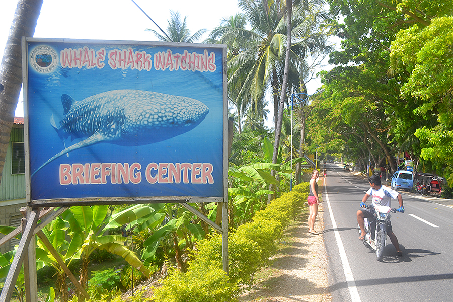 whale sharks in Oslob