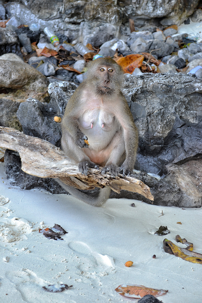 Обезьяна на пляже Monkey beach