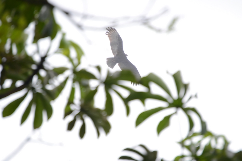 орел в национальном парке Игуасу