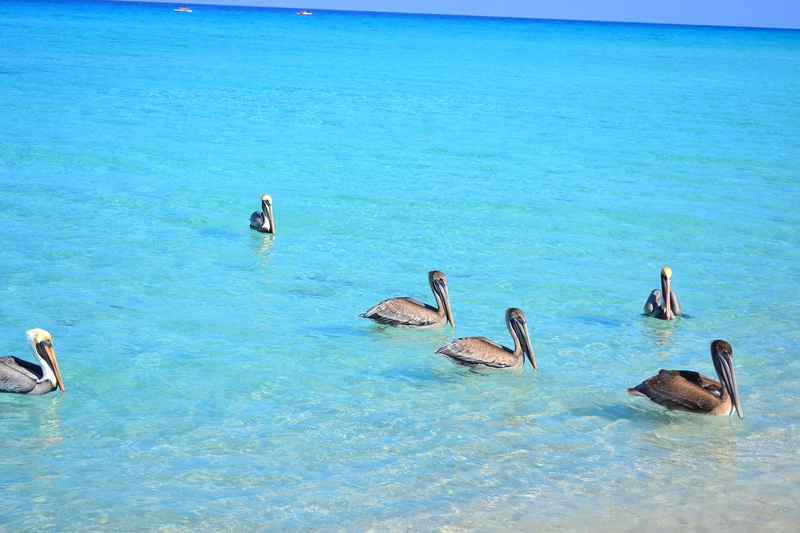 Pelicans on the beaches of Varadero
