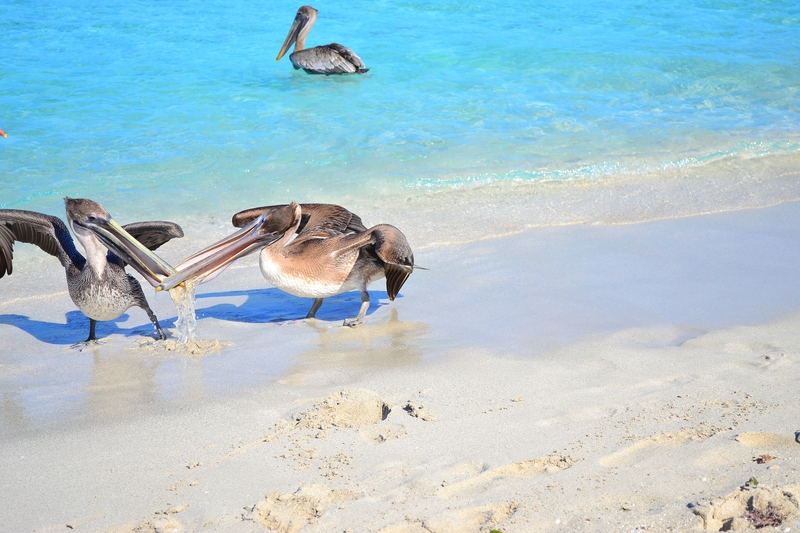 спорящие пеликаны