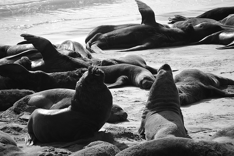 seals in Mar del Plata
