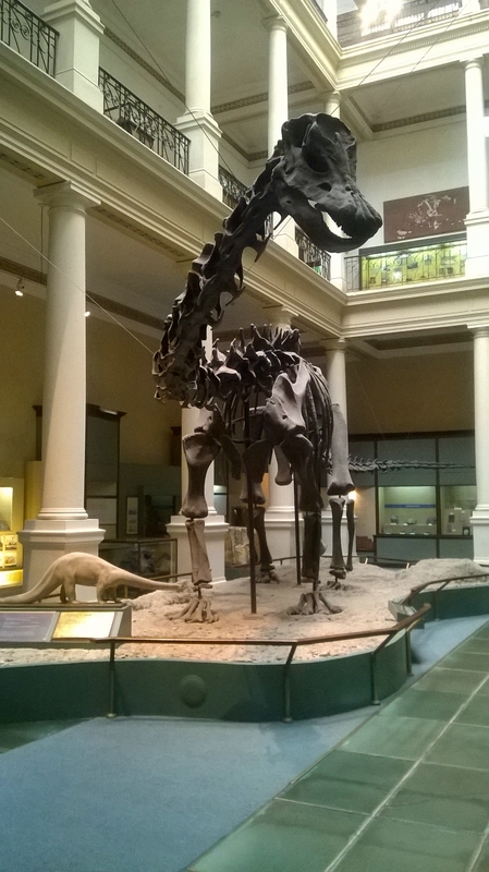 Скелет динозавра в музее La Plata