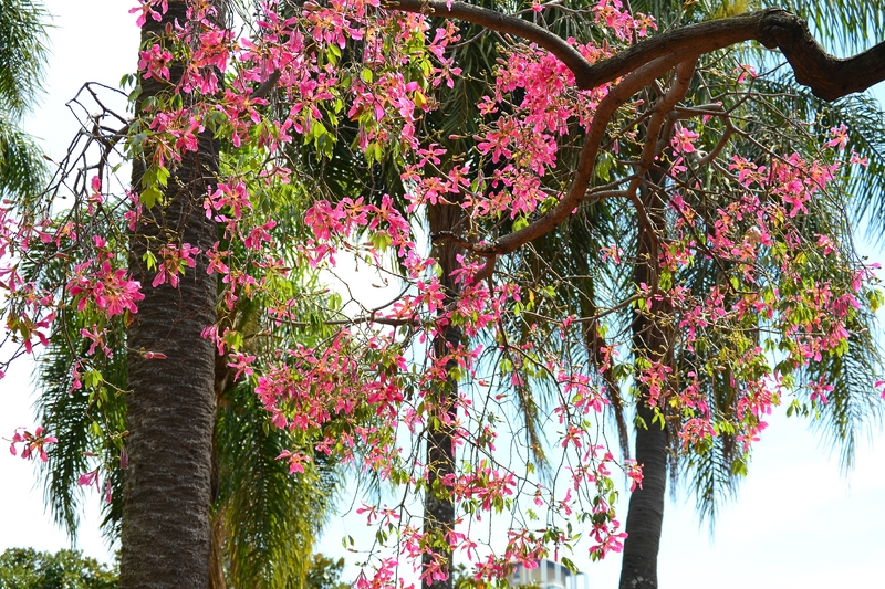 цветущие деревья в парке Жардин Ботанико