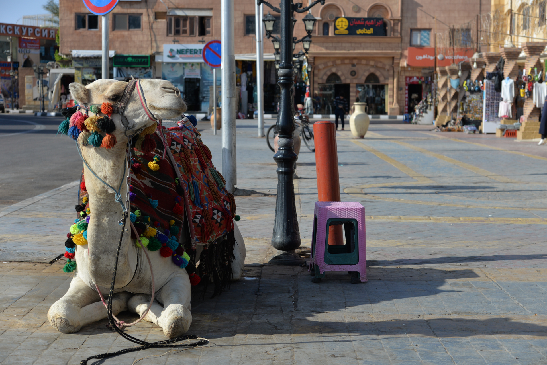 Camel-at-The-Old-Market-in-Sharm-El-Sheikh