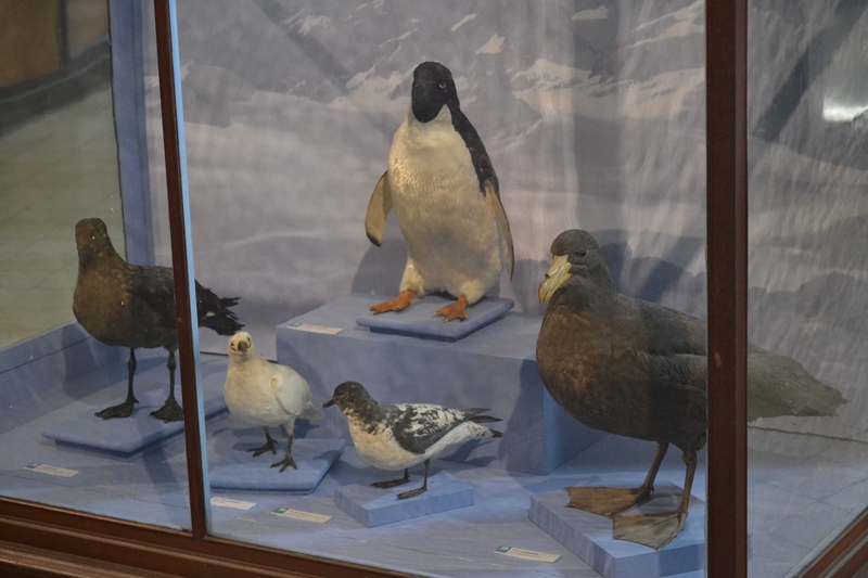 музей La Plata - чучела птиц