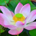 Lotus is the main flower in Thailand